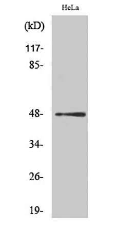 Fig.1. Western Blot analysis of various cells using Phospho-AP-1 (S63) Polyclonal Antibody diluted at 1:1000.