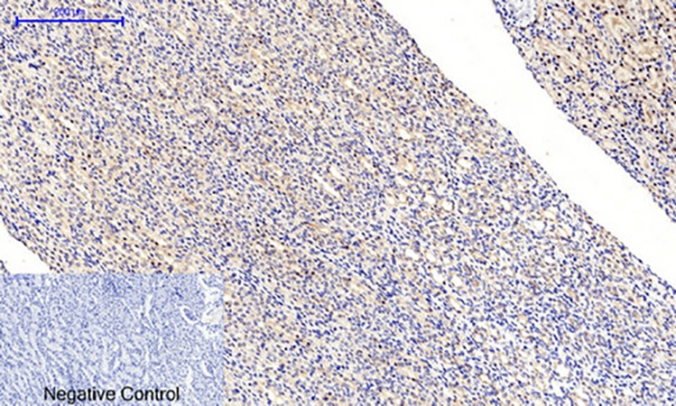Fig.3. Immunohistochemical analysis of paraffin-embedded rat kidney tissue. 1, MEK-1/2 (phospho Ser218/222) Polyclonal Antibody was diluted at 1:200 (4°C, overnight). 2, Sodium citrate pH 6.0 was used for antibody retrieval (>98°C, 20min). 3, secondary antibody was diluted at 1:200 (room temperature, 30min). Negative control was used by secondary antibody only.