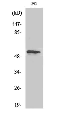 Fig.1. Western Blot analysis of various cells using Phospho-p53 (T18) Polyclonal Antibody diluted at 1:2000.