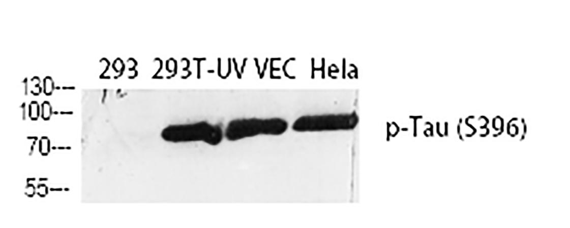 Fig.1. Western Blot analysis of 293 (1), 293T-UV (2), VEC (3), Hela (4), diluted at 1:2000.