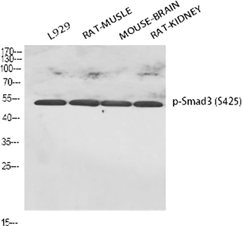 Fig.1. Western Blot analysis of L929(1), Rat-musle(2), mouse brai (3), rat kidney(4), diluted at 1:500.
