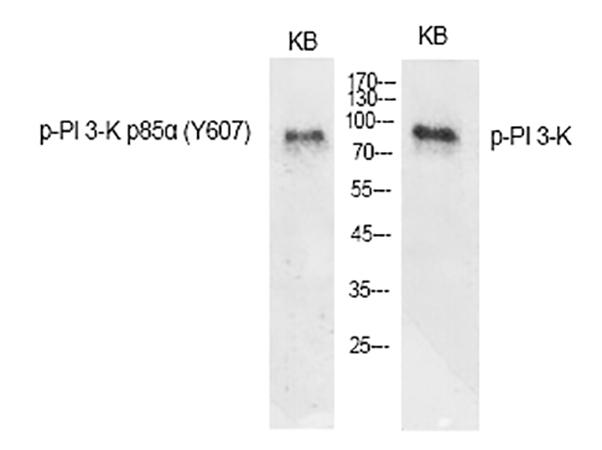 Fig.1. Western Blot analysis of various cells using Phospho-PI 3-kinase p85α (Y607) Polyclonal Antibody diluted at 1:1000.