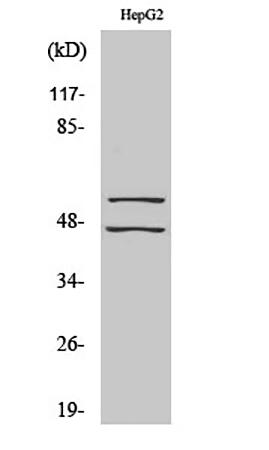 Fig.1. Western Blot analysis of various cells using Phospho-JNK1/2/3 (Y185) Polyclonal Antibody.