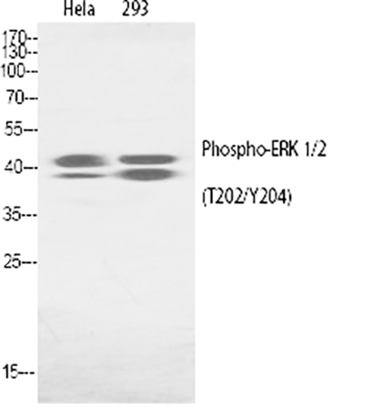 Fig.1. Western Blot analysis of Hela(1), 293(2).