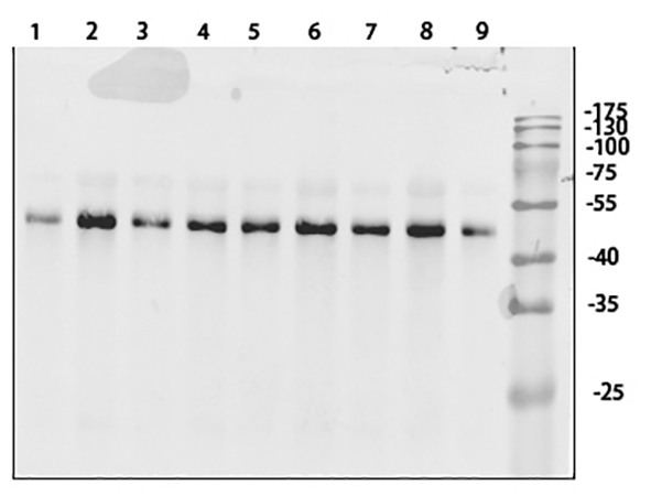 Fig.4. Western Blot analysis of 1, hela 2, A549 3, HEPG2 4, mouse brain 5, mouse lung 6, mouse liver 7, rat brain 8, rat lung 9, rat liver cells using primary antibody diluted at 1:1000 (4°C overnight).