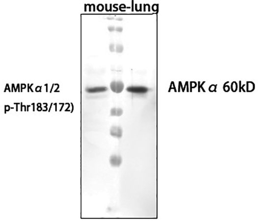 Fig.2. Western Blot analysis of mouse lung cells using primary antibody diluted at 1:1000 (4°C overnight).