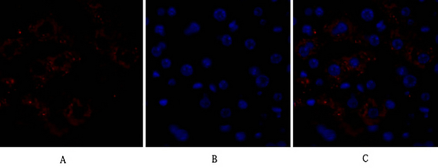 Fig.1. Immunofluorescence analysis of mouse liver tissue. 1, Caspase-8 Polyclonal Antibody (red) was diluted at 1:200 (4°C, overnight). 2, Cy3 labeled secondary antibody was diluted at 1:300 (room temperature, 50min). 3, Picture B: DAPI (blue) 10min. Picture A: Target. Picture B: DAPI. Picture C: merge of A+B.