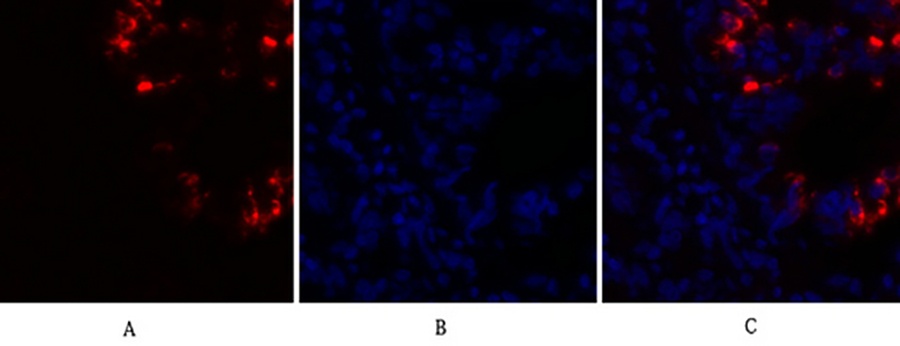 Fig.2. Immunofluorescence analysis of rat lung tissue. 1, Caspase-8 Polyclonal Antibody (red) was diluted at 1:200 (4°C, overnight). 2, Cy3 labeled secondary antibody was diluted at 1:300 (room temperature, 50min). 3, Picture B: DAPI (blue) 10min. Picture A: Target. Picture B: DAPI. Picture C: merge of A+B.
