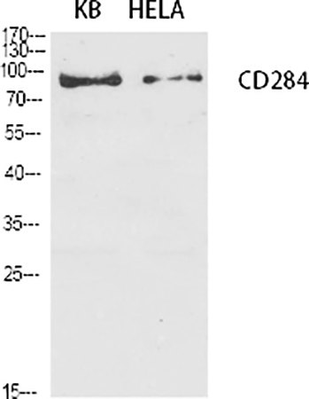 Fig.1. Western Blot analysis of KB (1), HELA (2), diluted at 1:1000.