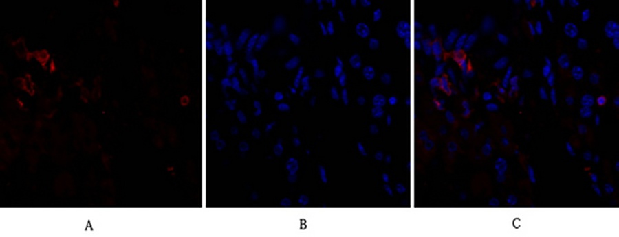 Fig.3. Immunofluorescence analysis of mouse liver tissue. 1, CD284 Polyclonal Antibody (red) was diluted at 1:200 (4°C, overnight). 2, Cy3 labeled secondary antibody was diluted at 1:300 (room temperature, 50min). 3, Picture B: DAPI (blue) 10min. Picture A: Target. Picture B: DAPI. Picture C: merge of A+B.