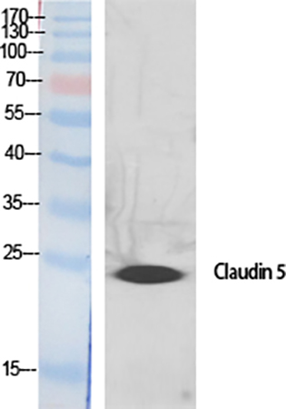 Fig.1. Western Blot analysis of various cells using Claudin-5 Polyclonal Antibody diluted at 1:500.