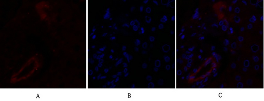 Fig.2. Immunofluorescence analysis of human liver tissue. 1, Claudin-5 Polyclonal Antibody (red) was diluted at 1:200 (4°C, overnight). 2, Cy3 labeled secondary antibody was diluted at 1:300 (room temperature, 50min). 3, Picture B: DAPI (blue) 10min. Picture A: Target. Picture B: DAPI. Picture C: merge of A+B.
