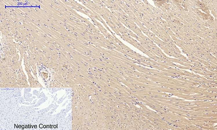 Fig.5. Immunohistochemical analysis of paraffin-embedded rat heart tissue. 1, Claudin-5 Polyclonal Antibody was diluted at 1:200 (4°C, overnight). 2, Sodium citrate pH 6.0 was used for antibody retrieval (>98°C, 20min). 3, secondary antibody was diluted at 1:200 (room temperature, 30min). Negative control was used by secondary antibody only.
