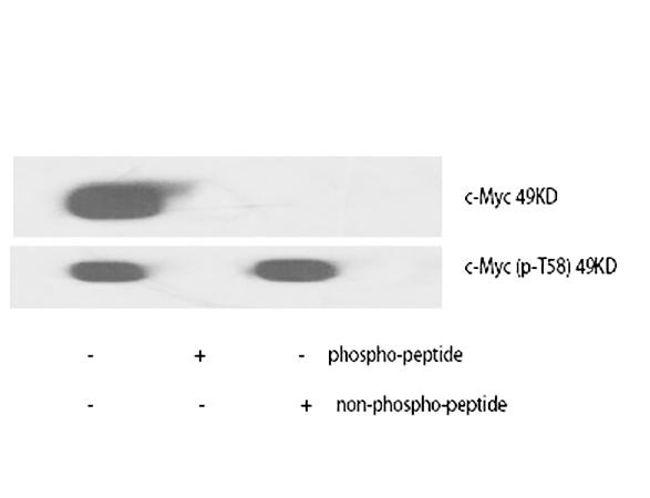 Fig.1. Western Blot analysis of various cells using c-Myc Polyclonal Antibody diluted at 1:1000.