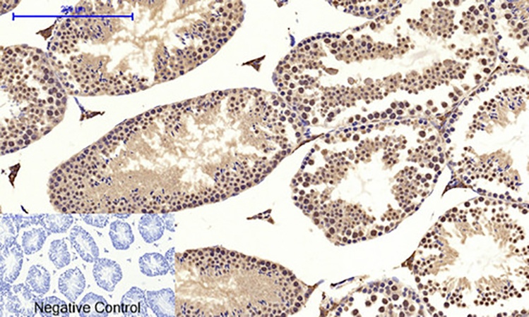 Fig.5. Immunohistochemical analysis of paraffin-embedded mouse testis tissue. 1, c-Myc Polyclonal Antibody was diluted at 1:200 (4°C, overnight). 2, Sodium citrate pH 6.0 was used for antibody retrieval (>98°C, 20min). 3, secondary antibody was diluted at 1:200 (room temperature, 30min). Negative control was used by secondary antibody only.