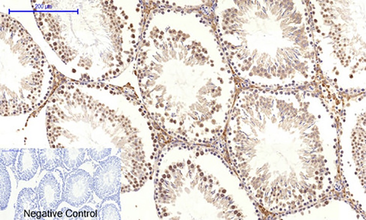 Fig.6. Immunohistochemical analysis of paraffin-embedded rat testis tissue. 1, c-Myc Polyclonal Antibody was diluted at 1:200 (4°C, overnight). 2, Sodium citrate pH 6.0 was used for antibody retrieval (>98°C, 20min). 3, secondary antibody was diluted at 1:200 (room temperature, 30min). Negative control was used by secondary antibody only.
