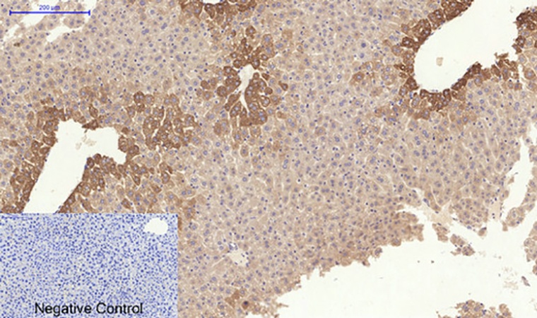 Fig.4. Immunohistochemical analysis of paraffin-embedded mouse liver tissue. 1, COL1A2 Polyclonal Antibody was diluted at 1:200 (4°C, overnight). 2, Sodium citrate pH 6.0 was used for antibody retrieval (>98°C, 20min). 3, secondary antibody was diluted at 1:200 (room temperature, 30min). Negative control was used by secondary antibody only.