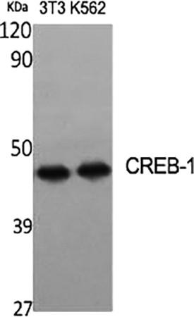 Fig.1. Western Blot analysis of 3T3 (1), K562 (2), diluted at 1:2000.