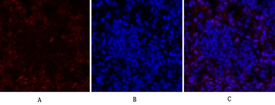 Fig.2. Immunofluorescence analysis of mouse lung tissue. 1, CREB-1 Polyclonal Antibody (red) was diluted at 1:200 (4°C, overnight). 2, Cy3 labeled secondary antibody was diluted at 1:300 (room temperature, 50min). 3, Picture B: DAPI (blue) 10min. Picture A: Target. Picture B: DAPI. Picture C: merge of A+B.