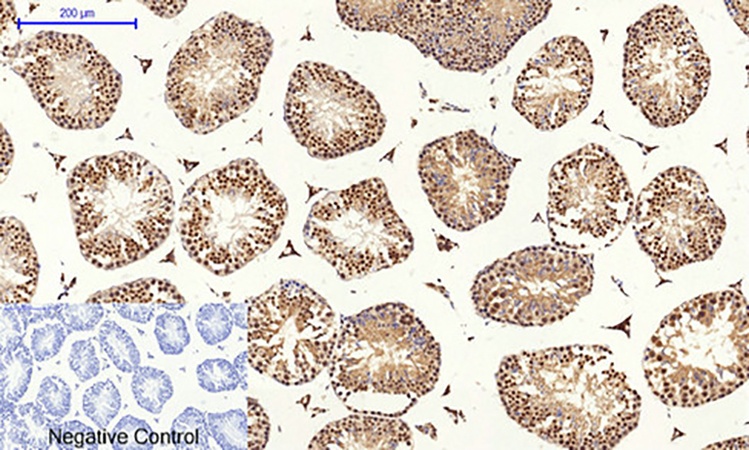 Fig.5. Immunohistochemical analysis of paraffin-embedded mouse testis tissue. 1, CREB-1 Polyclonal Antibody was diluted at 1:200 (4°C, overnight). 2, Sodium citrate pH 6.0 was used for antibody retrieval (>98°C, 20min). 3, secondary antibody was diluted at 1:200 (room temperature, 30min). Negative control was used by secondary antibody only.