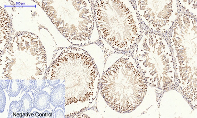 Fig.6. Immunohistochemical analysis of paraffin-embedded rat testis tissue. 1, CREB-1 Polyclonal Antibody was diluted at 1:200 (4°C, overnight). 2, Sodium citrate pH 6.0 was used for antibody retrieval (>98°C, 20min). 3, secondary antibody was diluted at 1:200 (room temperature, 30min). Negative control was used by secondary antibody only.