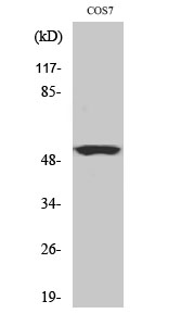 Fig.1. Western Blot analysis of COS7 cells using Cyclin A Polyclonal Antibody, diluted at 1: 500.