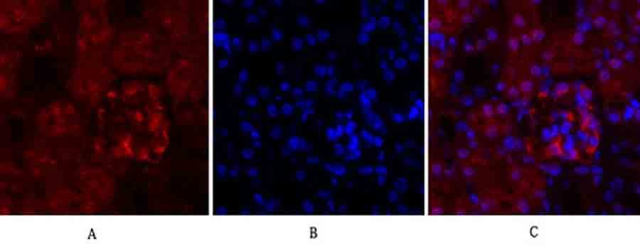 Fig.2. Immunofluorescence analysis of mouse kidney tissue. 1, Cyclin A Polyclonal Antibody (red) was diluted at 1:200 (4°C, overnight). 2, Cy3 labeled secondary antibody was diluted at 1:300 (room temperature, 50min). 3, Picture B: DAPI (blue) 10min. Picture A: Target. Picture B: DAPI. Picture C: merge of A+B.