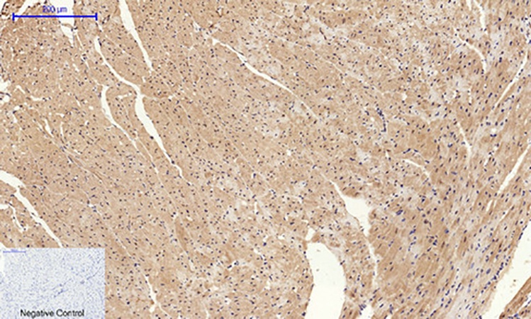 Fig.4. Immunohistochemical analysis of paraffin-embedded mouse heart tissue. 1, Cyclin A Polyclonal Antibody was diluted at 1:200 (4°C, overnight). 2, Sodium citrate pH 6.0 was used for antibody retrieval (>98°C, 20min). 3, secondary antibody was diluted at 1:200 (room temperature, 30min). Negative control was used by secondary antibody only.