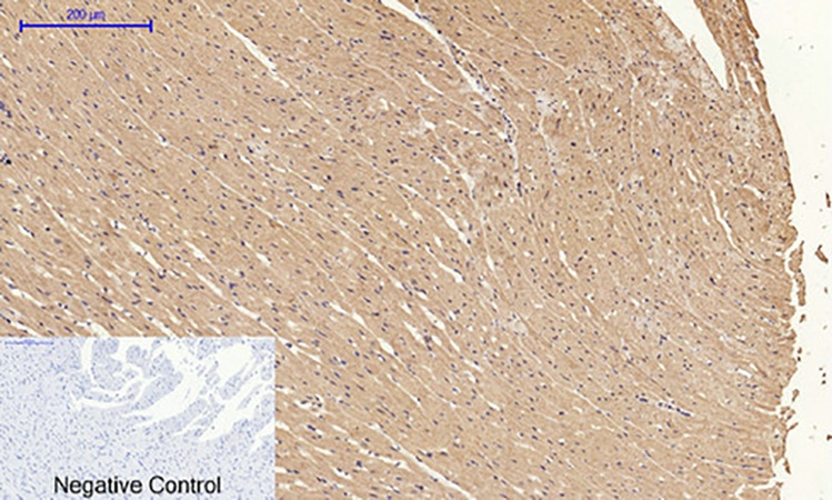 Fig.5. Immunohistochemical analysis of paraffin-embedded rat heart tissue. 1, Cyclin A Polyclonal Antibody was diluted at 1:200 (4°C, overnight). 2, Sodium citrate pH 6.0 was used for antibody retrieval (>98°C, 20min). 3, secondary antibody was diluted at 1:200 (room temperature, 30min). Negative control was used by secondary antibody only.