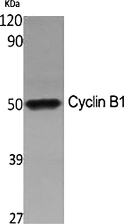 Fig.1. Western Blot analysis of various cells using Cyclin B1 Polyclonal Antibody diluted at 1:500.