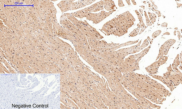 Fig.4. Immunohistochemical analysis of paraffin-embedded rat heart tissue. 1, Cyclin B1 Polyclonal Antibody was diluted at 1:200 (4°C, overnight). 2, Sodium citrate pH 6.0 was used for antibody retrieval (>98°C, 20min). 3, secondary antibody was diluted at 1:200 (room temperature, 30min). Negative control was used by secondary antibody only.