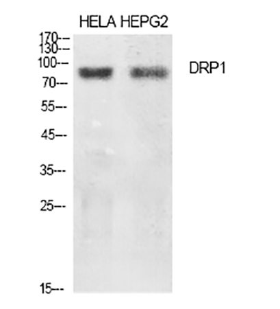 Fig.1. Western Blot analysis of Hela (1), HEPG2 (2), diluted at 1:500.