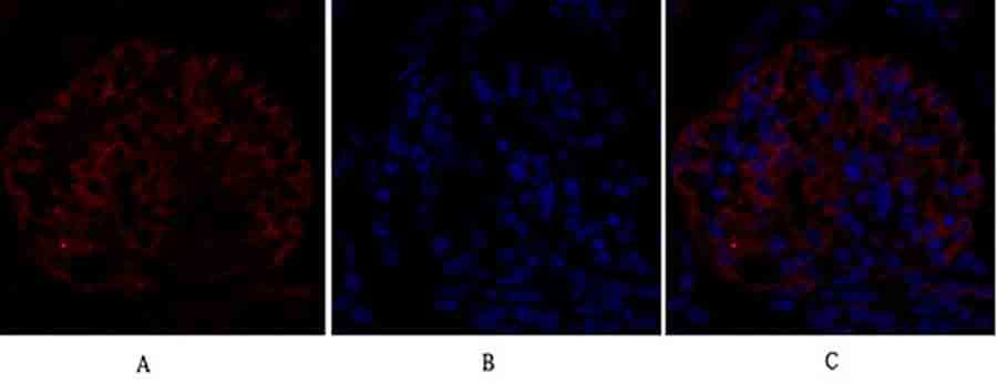 Fig.2. Immunofluorescence analysis of rat kidney tissue. 1, eIF2α Polyclonal Antibody (red) was diluted at 1:200 (4°C, overnight). 2, Cy3 Labeled secondary antibody was diluted at 1:300 (room temperature, 50min). 3, Picture B: DAPI (blue) 10min. Picture A: Target. Picture B: DAPI. Picture C: merge of A+B.