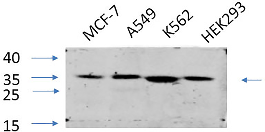Fig.6. Western Blot analysis of MCF-7 (1), A549 (2), K562 (3), HEK293 (4), diluted at 1:1000.