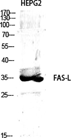 Fig.1. Western Blot analysis of various cells using FAS-L Polyclonal Antibody diluted at 1:1000.