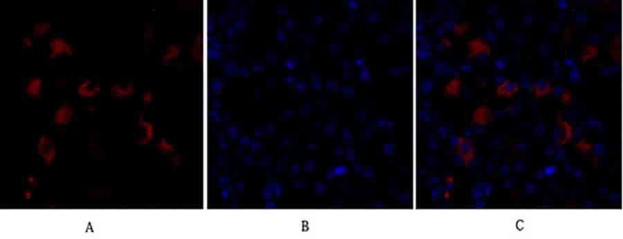 Fig.2. Immunofluorescence analysis of mouse kidney tissue. 1, FAS-L Polyclonal Antibody (red) was diluted at 1:200 (4°C, overnight). 2, Cy3 Labeled secondary antibody was diluted at 1:300 (room temperature, 50min). 3, Picture B: DAPI (blue) 10min. Picture A: Target. Picture B: DAPI. Picture C: merge of A+B.