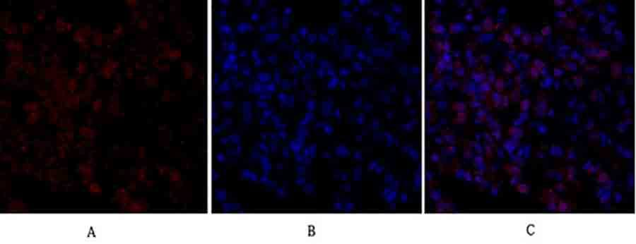 Fig.3. Immunofluorescence analysis of rat lung tissue. 1, FAS-L Polyclonal Antibody (red) was diluted at 1:200 (4°C, overnight). 2, Cy3 Labeled secondary antibody was diluted at 1:300 (room temperature, 50min). 3, Picture B: DAPI (blue) 10min. Picture A: Target. Picture B: DAPI. Picture C: merge of A+B.