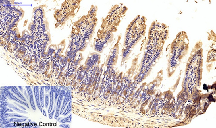 Fig.5. Immunohistochemical analysis of paraffin-embedded mouse colon tissue. 1, FAS-L Polyclonal Antibody was diluted at 1:200 (4°C, overnight). 2, Sodium citrate pH 6.0 was used for antibody retrieval (>98°C, 20min). 3, secondary antibody was diluted at 1:200 (room temperature, 30min). Negative control was used by secondary antibody only.