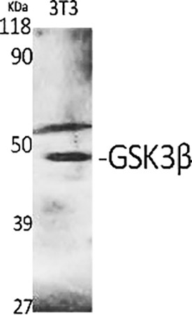 Fig.1. Western Blot analysis of various cells using GSK3β Polyclonal Antibody diluted at 1:2000.