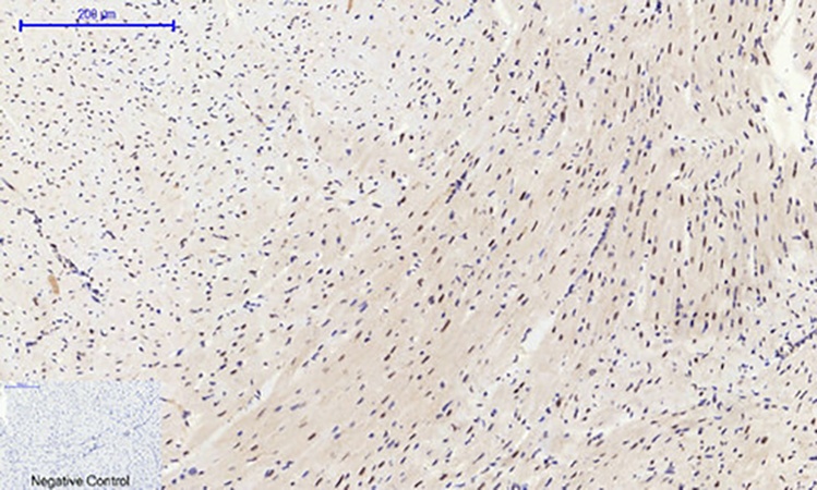 Fig.4. Immunohistochemical analysis of paraffin-embedded Mouse heart tissue. 1,  GSK3β Polyclonal Antibody was diluted at 1:200 (4°C, overnight). 2,  Sodium citrate pH 6.0 was used for antibody retrieval (>98°C, 20min). 3, secondary antibody was diluted at 1:200 (room temperature, 30min). Negative control was used by secondary antibody only.