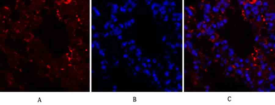 Fig.2. Immunofluorescence analysis of mouse lung tissue. 1, HIF-1α Polyclonal Antibody (red) was diluted at 1:200 (4°C, overnight). 2, Cy3 Labeled secondary antibody was diluted at 1:300 (room temperature, 50min). 3, Picture B: DAPI (blue) 10min. Picture A: Target. Picture B: DAPI. Picture C: merge of A+B.