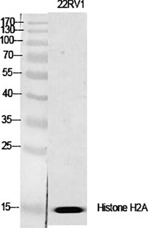 Fig.1. Western Blot analysis of various cells using Histone H2A.X Polyclonal Antibody diluted at 1:2000.