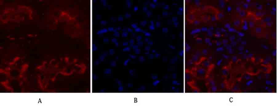 Fig.3. Immunofluorescence analysis of rat kidney tissue. 1, IGF-IR Polyclonal Antibody (red) was diluted at 1:200 (4°C, overnight). 2, Cy3 Labeled secondary antibody was diluted at 1:300 (room temperature, 50min). 3, Picture B: DAPI (blue) 10min. Picture A: Target. Picture B: DAPI. Picture C: merge of A+B.