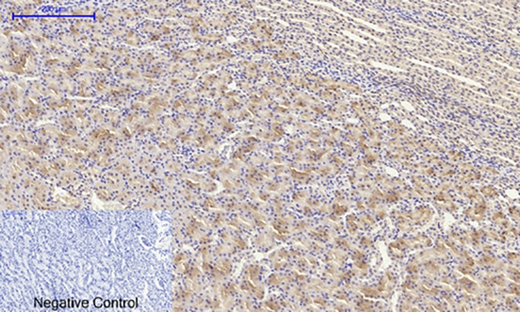 Fig.6. Immunohistochemical analysis of paraffin-embedded rat kidney tissue. 1, IGF-IR Polyclonal Antibody was diluted at 1:200 (4°C, overnight). 2, Sodium citrate pH 6.0 was used for antibody retrieval (>98°C, 20min). 3, secondary antibody was diluted at 1:200 (room temperature, 30min). Negative control was used by secondary antibody only.