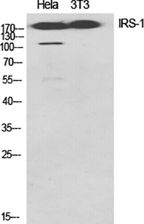 Fig.1. Western Blot analysis of Hela (1), 3T3 (2), diluted at 1:1000.