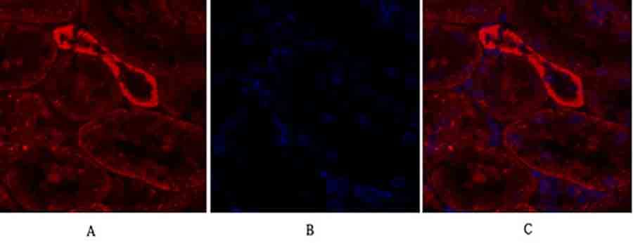 Fig.4. Immunofluorescence analysis of rat kidney tissue. 1, IRS-1 Polyclonal Antibody (red) was diluted at 1:200 (4°C, overnight). 2, Cy3 Labeled secondary antibody was diluted at 1:300 (room temperature, 50min). 3, Picture B: DAPI (blue) 10min. Picture A: Target. Picture B: DAPI. Picture C: merge of A+B.