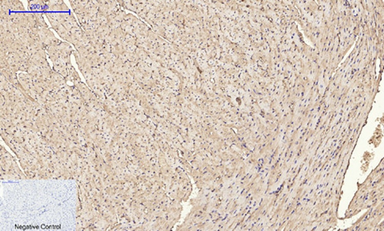 Fig.6. Immunohistochemical analysis of paraffin-embedded mouse heart tissue. 1, IRS-1 Polyclonal Antibody was diluted at 1:200 (4°C, overnight). 2, Sodium citrate pH 6.0 was used for antibody retrieval (>98°C, 20min). 3, secondary antibody was diluted at 1:200 (room temperature, 30min). Negative control was used by secondary antibody only.