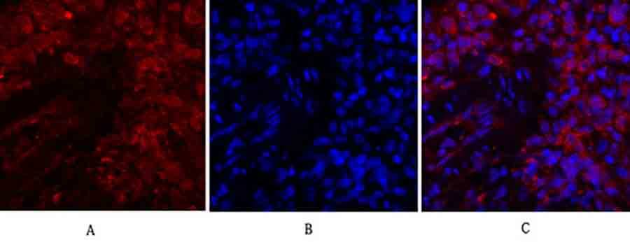 Fig.2. Immunofluorescence analysis of rat lung tissue. 1, JAK1 Polyclonal Antibody (red) was diluted at 1:200 (4°C, overnight). 2, Cy3 Labeled secondary antibody was diluted at 1:300 (room temperature, 50min). 3, Picture B: DAPI (blue) 10min. Picture A: Target. Picture B: DAPI. Picture C: merge of A+B.