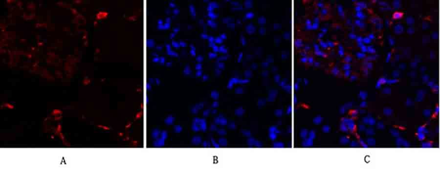 Fig.2. Immunofluorescence analysis of rat kidney tissue. 1, JNK1/2/3 Polyclonal Antibody (red) was diluted at 1:200 (4°C, overnight). 2, Cy3 Labeled secondary antibody was diluted at 1:300 (room temperature, 50min). 3, Picture B: DAPI (blue) 10min. Picture A: Target. Picture B: DAPI. Picture C: merge of A+B.