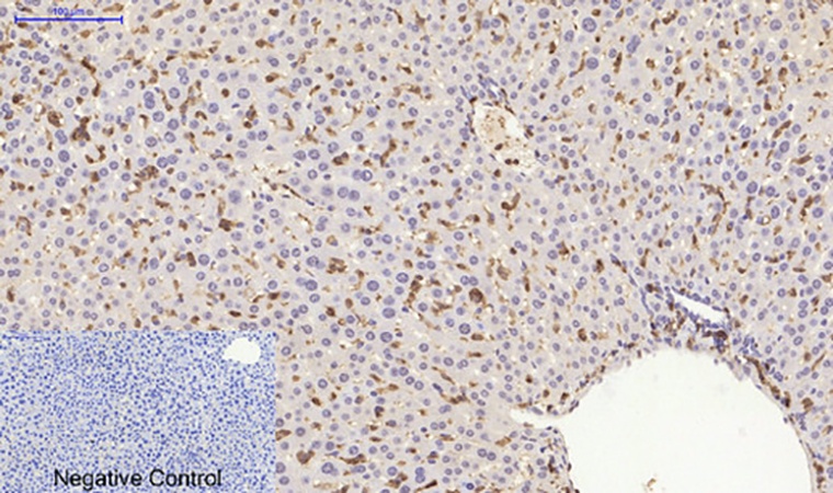 Fig.4. Immunohistochemical analysis of paraffin-embedded mouse liver tissue. 1, JNK1/2/3 Polyclonal Antibody was diluted at 1:200 (4°C, overnight). 2, Sodium citrate pH 6.0 was used for antibody retrieval (>98°C, 20min). 3, secondary antibody was diluted at 1:200 (room temperature, 30min). Negative control was used by secondary antibody only.
